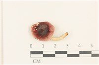 藏品(紅菇屬)的圖片