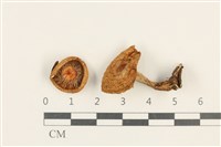 藏品(乳菇屬)的圖片