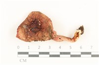 藏品(紅菇屬)的圖片