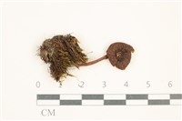 藏品(粉褶菌屬)的圖片