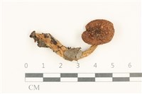 藏品(杯傘屬)的圖片