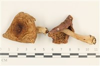 藏品(紅菇屬)的圖片