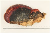 藏品(松生擬層孔菌)的圖片