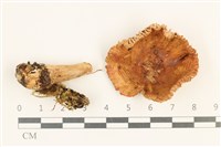 藏品(紅菇屬)的圖片