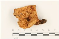 藏品(乳菇屬)的圖片