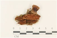 藏品(紅菇屬)的圖片