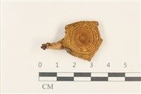 藏品(紅菇屬)的圖片