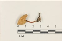 藏品(濕傘屬)的圖片