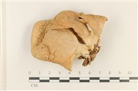 藏品(側耳屬)的圖片