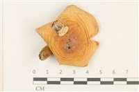 藏品(紅菇屬)的圖片