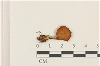 藏品(乳菇屬)的圖片