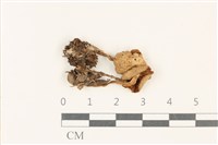 藏品(小菇屬)的圖片