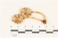 藏品(利氏小菇)的圖片