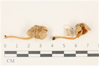 藏品(利氏小菇)的圖片