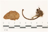 藏品(粉褶菌屬)的圖片