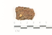 藏品(小菇屬)的圖片