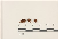 藏品(小菇屬)的圖片