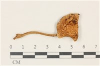 藏品(鵝膏屬)的圖片