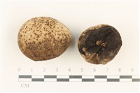 藏品(炭角菌屬)的圖片