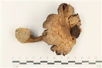 藏品(傘菌屬)的圖片