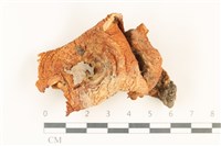 藏品(乳菇屬)的圖片