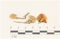 藏品(小皮傘屬)的圖片