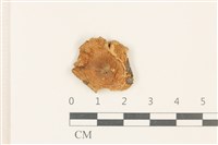 藏品(紅菇屬)的圖片