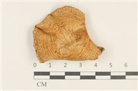 藏品(紅菇屬)的圖片