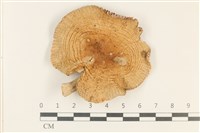 藏品(紅菇屬)的圖片