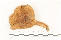 藏品(紅菇屬)的圖片