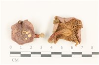 藏品(紅菇屬)的圖片