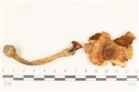 藏品(傘菌屬)的圖片