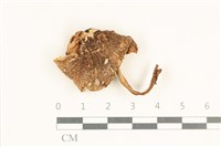 藏品(粉褶菌屬)的圖片