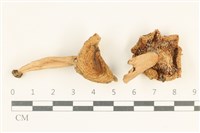 藏品(紅菇屬)的圖片