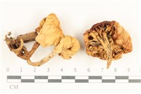 藏品(杯傘屬)的圖片