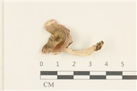 藏品(紅菇屬)的圖片