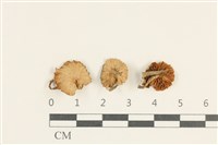 藏品(小皮傘屬)的圖片