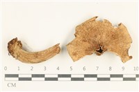 藏品(乳菇屬)的圖片