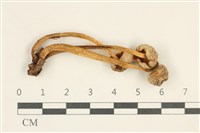 藏品(利氏小菇)的圖片