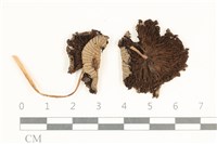 藏品(鬼傘屬)的圖片