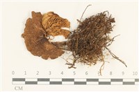 藏品(粉褶菌屬)的圖片