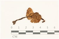 藏品(粉褶菌屬)的圖片