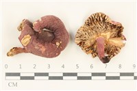 藏品(紅菇屬)的圖片