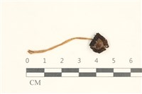 藏品(鬼傘屬)的圖片