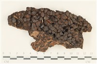 藏品(炭角菌屬)的圖片