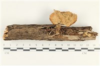 藏品(優雅波邊革菌)的圖片