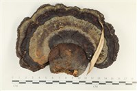 藏品(靈芝屬)的圖片