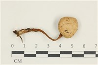 藏品(杯傘屬)的圖片