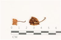 藏品(微皮傘屬)的圖片