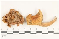 藏品(紅菇屬)的圖片